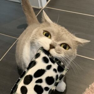 4cats Cuddly Cushion Wildlife met Valeriaan of kattenkruid