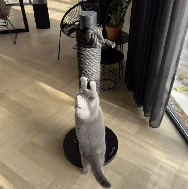 Hoopo - Totem - Afbeelding 10