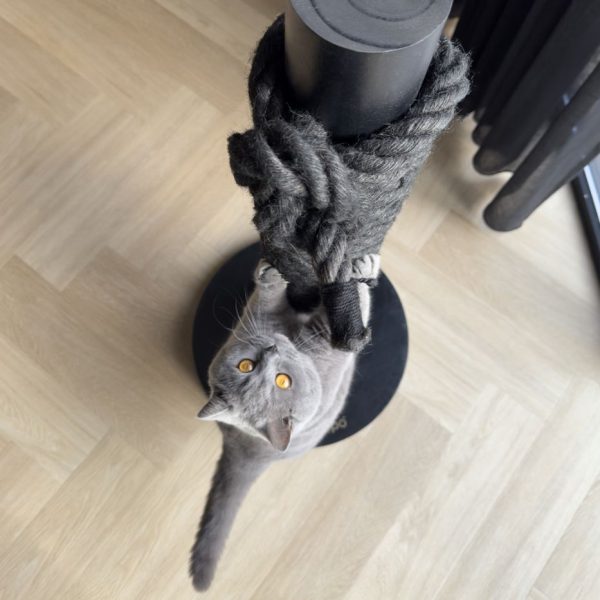 Hoopo - Totem - Afbeelding 12