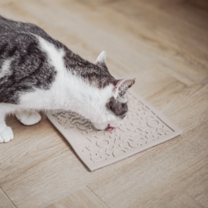 District 70 QUEST likmat