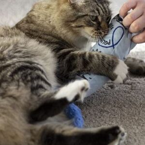 Battersea kicker 'Meet the boss'