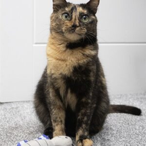 Battersea vlinder en libelle