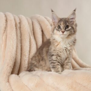 Scruffs Aspen Blanket - Taupe