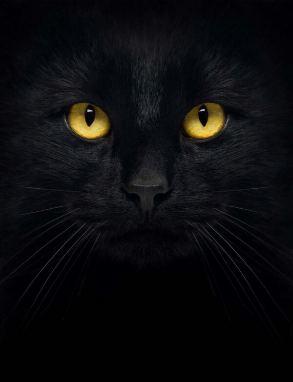 Winkee Cute Black Cat socks - Afbeelding 3
