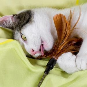 Kattenspeelhengel Seasaw Feather