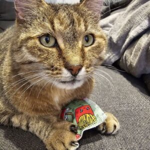 4cats Kawaii Food Collection knuffelkussentje met Valeriaan