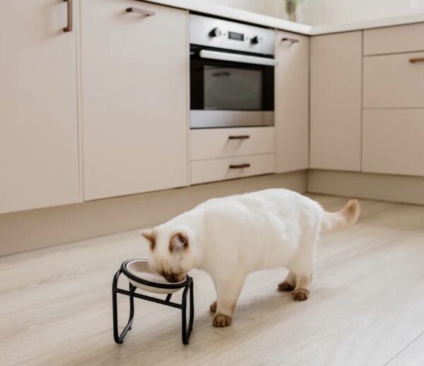 BUTLER Single standaard voor katten