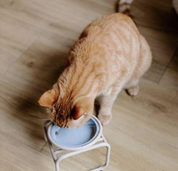 BUTLER Single standaard voor katten - Afbeelding 7