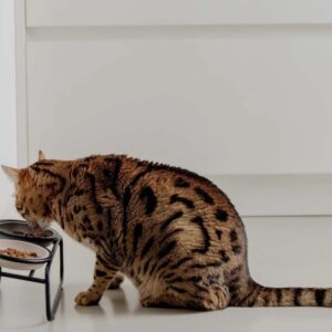 BUTLER voerbakstandaard voor katten