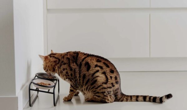 BUTLER voerbakstandaard voor katten