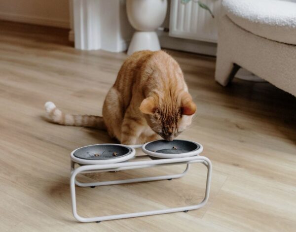 BUTLER voerbakstandaard voor katten - Afbeelding 5