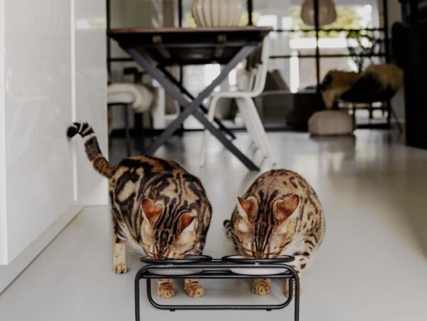 BUTLER voerbakstandaard voor katten - Afbeelding 6