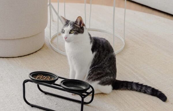BUTLER voerbakstandaard voor katten - Afbeelding 8