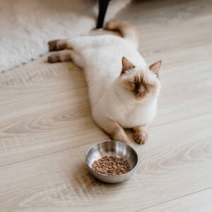 ROYAL roestvrijstalen voerbak voor katten - 300 ml