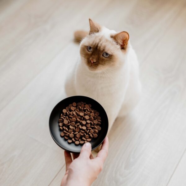ROYAL roestvrijstalen voerbak voor katten - 300 ml - Afbeelding 2