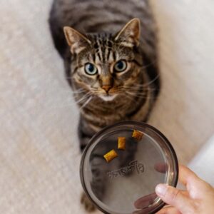 DAWN - Glazen voerbak voor katten